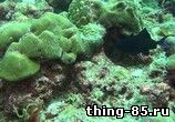 Хищники океанов 3D скачать торрент